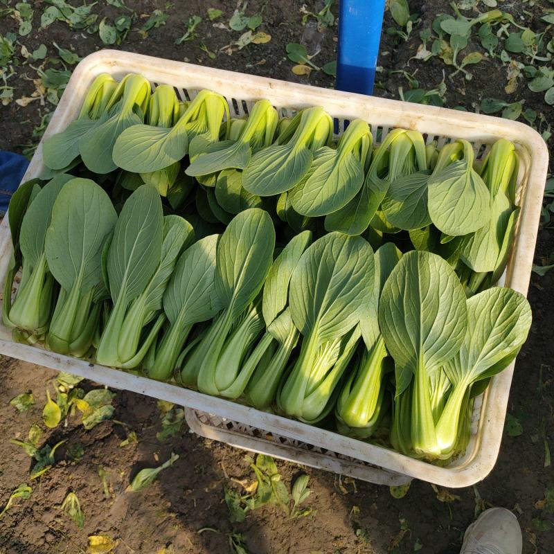 精品上海青，油菜，品质保证，诚信经营，服务周到，产地直发