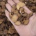 【白芍】炒白芍大片小片规格齐全量大优惠