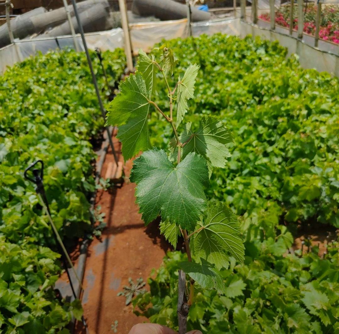 巨峰葡萄开花期特写