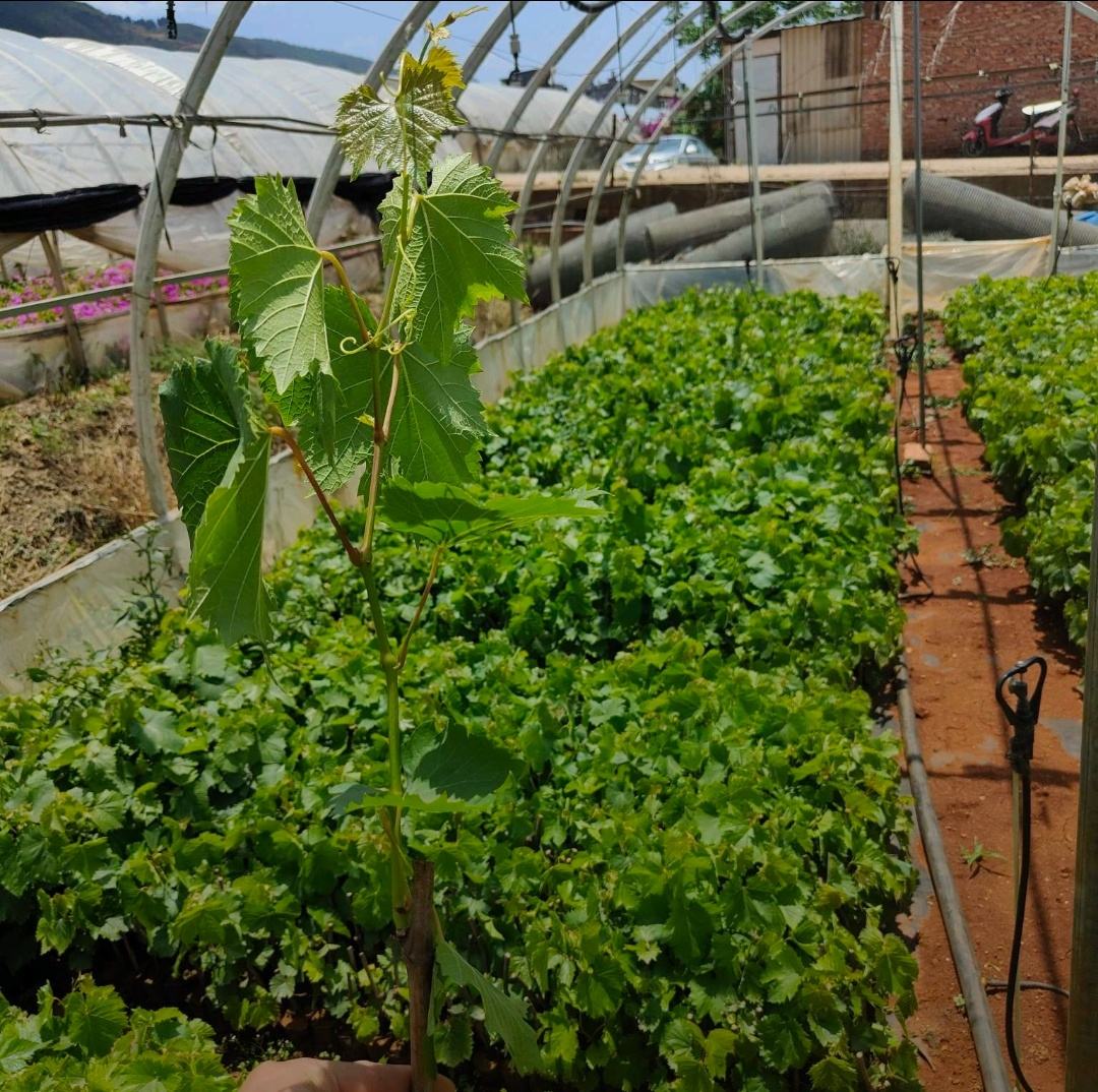 现代化智能温室内部,整齐排列的巨峰葡萄苗在恒温恒湿环境中健康成长 智能化葡萄育苗温室