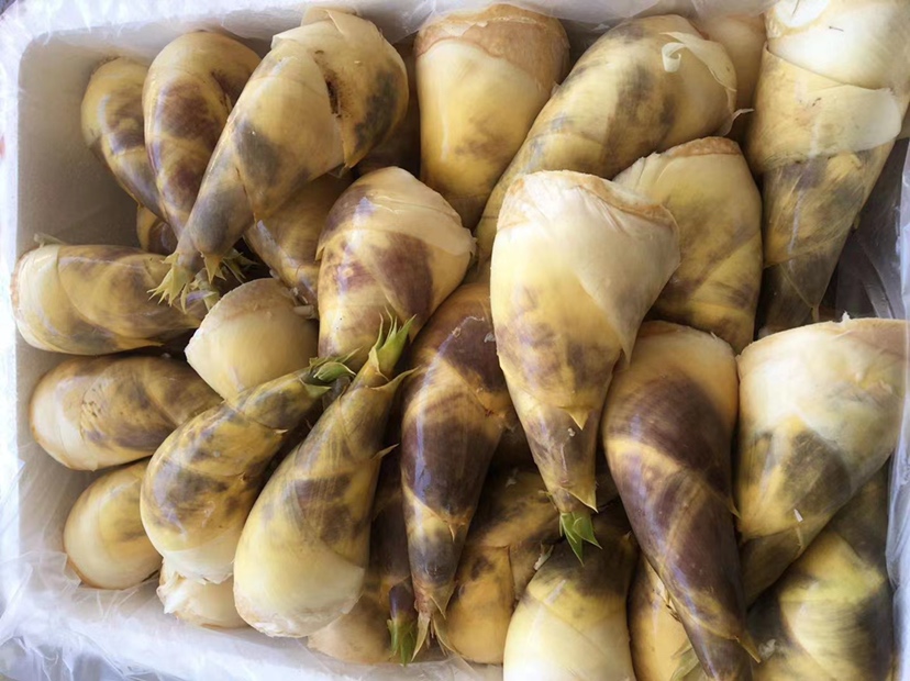 挑选新鲜马蹄竹笋