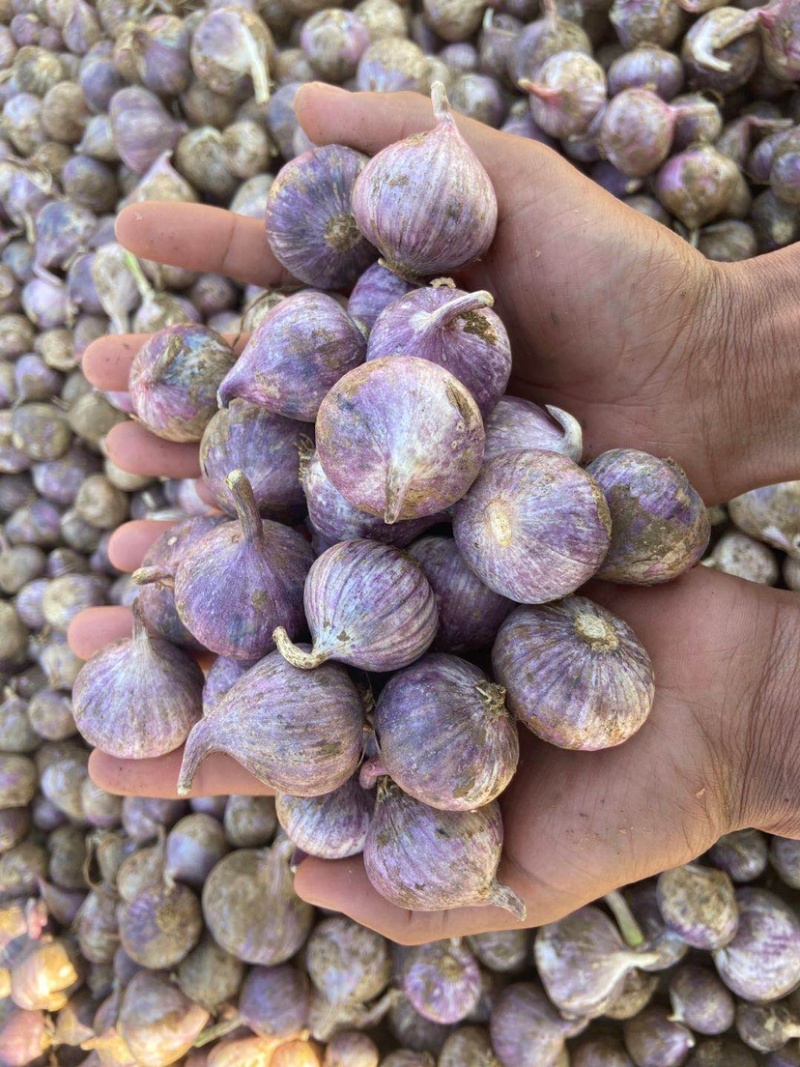 云南独蒜独头蒜鲜独蒜紫皮独头蒜