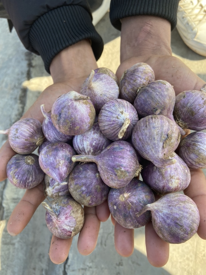 云南独蒜独头蒜鲜独蒜紫皮独头蒜