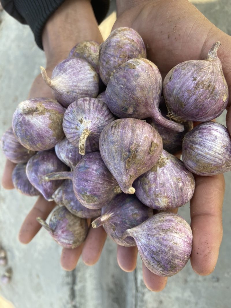 云南独蒜独头蒜鲜独蒜紫皮独头蒜