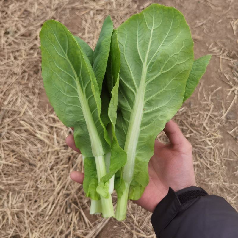 精品白菜苔，菜苔，产地直发，保质保量，看货论价，欢迎选购