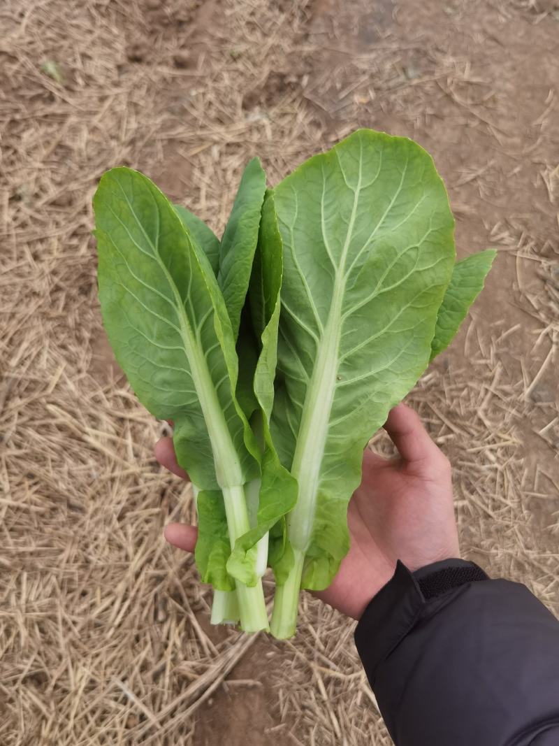 精品白菜苔，菜苔，产地直发，保质保量，看货论价，欢迎选购
