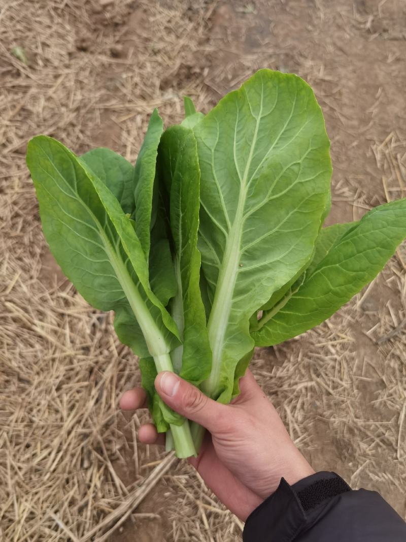 精品白菜苔，菜苔，产地直发，保质保量，看货论价，欢迎选购