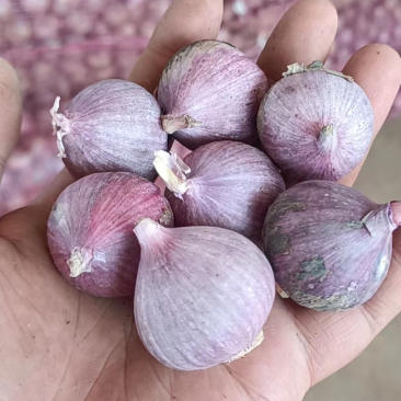 云南独蒜独头蒜鲜独蒜紫皮独头蒜