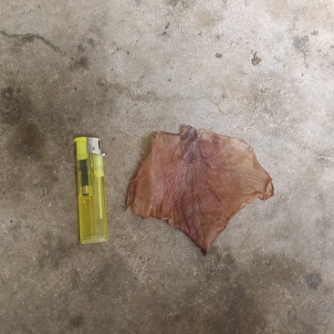 各种规格鱿鱼耳干度好原产地发货品质保障