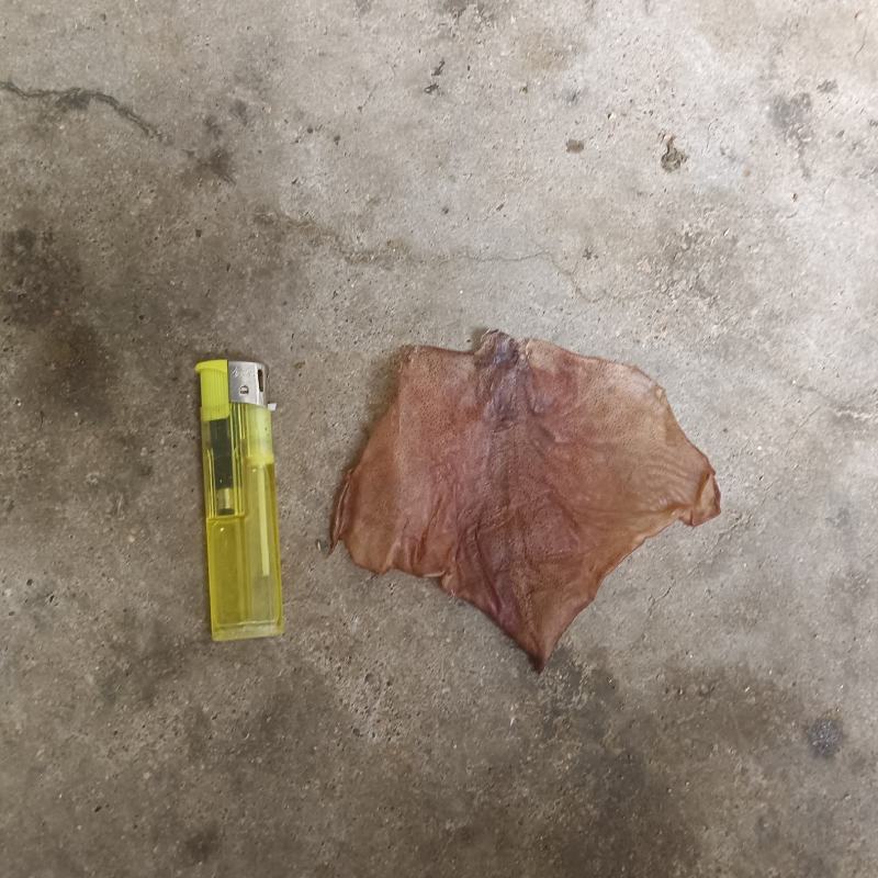 各种规格鱿鱼耳干度好原产地发货品质保障
