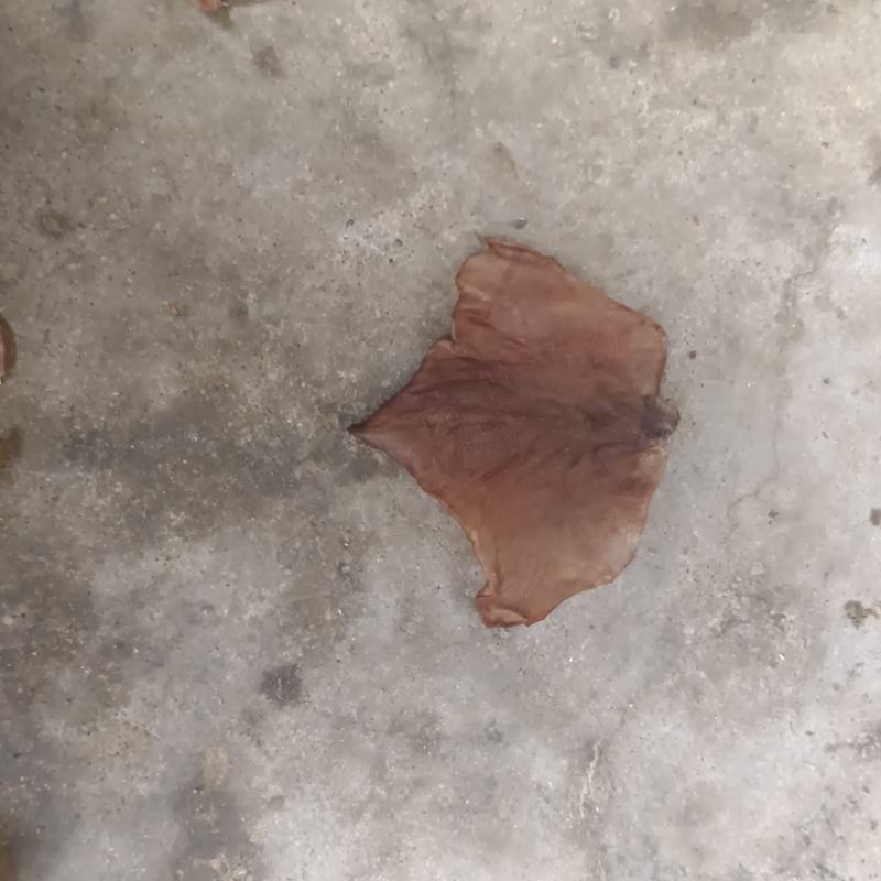 各种规格鱿鱼耳干度好原产地发货品质保障