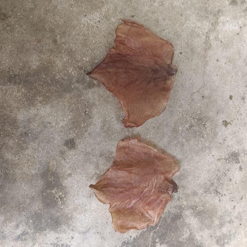 各种规格鱿鱼耳干度好原产地发货品质保障