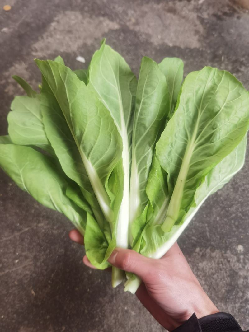 精品白菜苔，菜苔，产地直发，保质保量，看货论价，欢迎选购