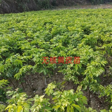 无核黄皮苗