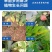 枯草芽孢杆菌1000亿/克枯萎病根腐病微生物菌剂杀菌剂