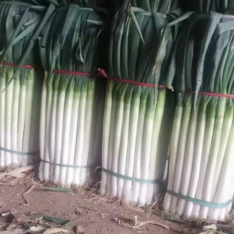 精品铁杆大葱，山东人自己的品牌，值得信赖。