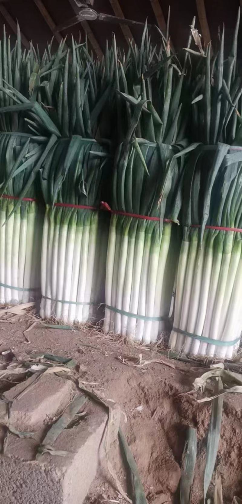 精品铁杆大葱，山东人自己的品牌，值得信赖。