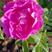 冷香玫瑰扦插苗高12至40公分高，特性:极抗旱，耐寒。