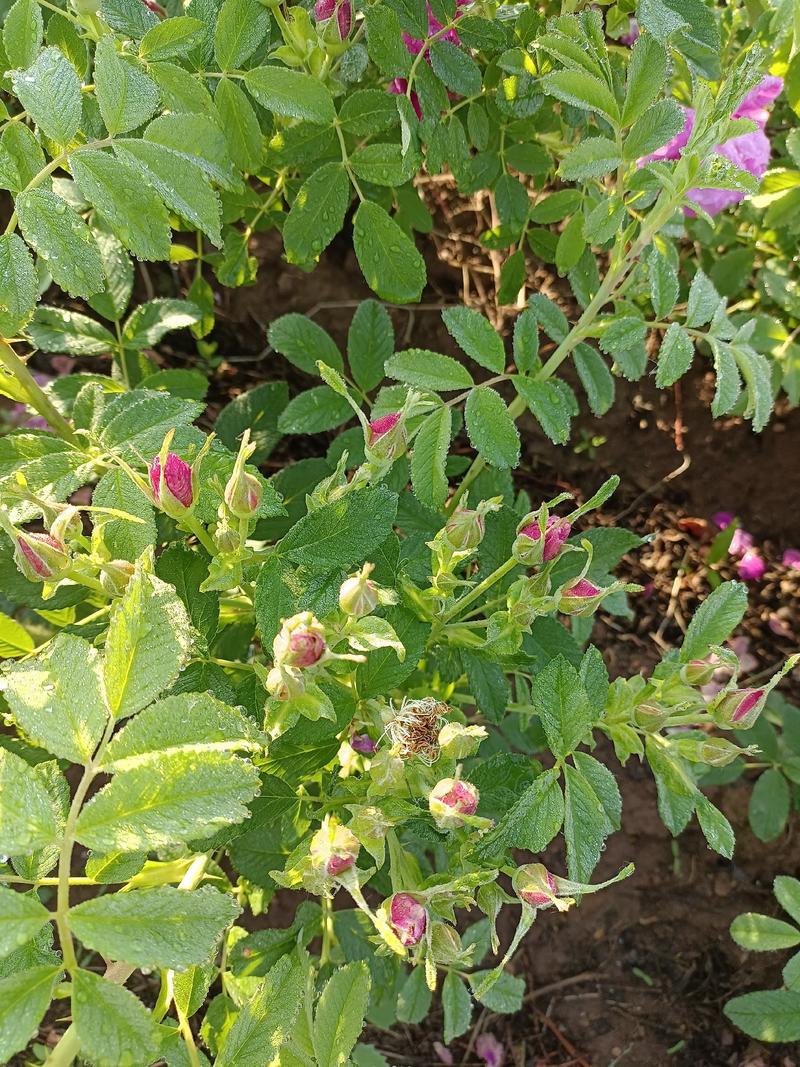 冷香玫瑰扦插苗高12至40公分高，特性:极抗旱，耐寒。
