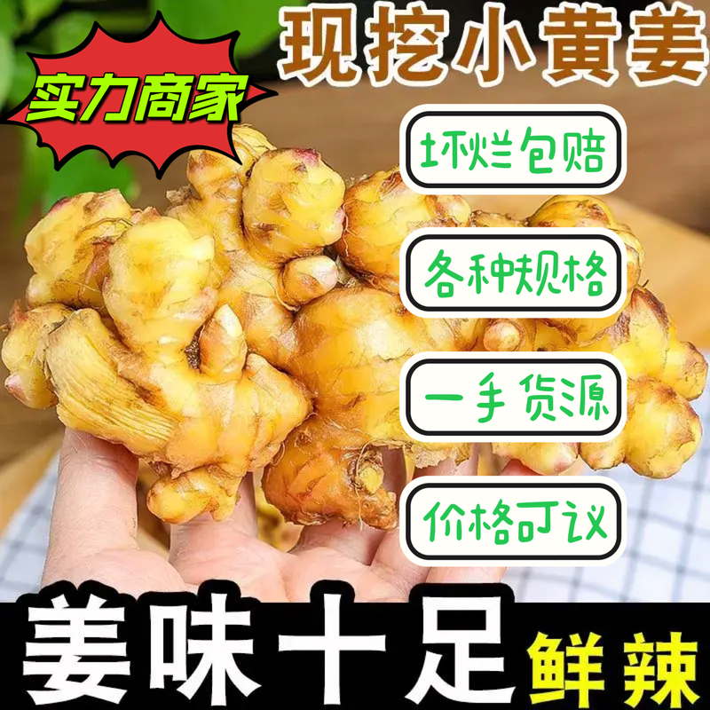 精品生姜小黄姜各种规格现货供应市场档口商超餐饮批发