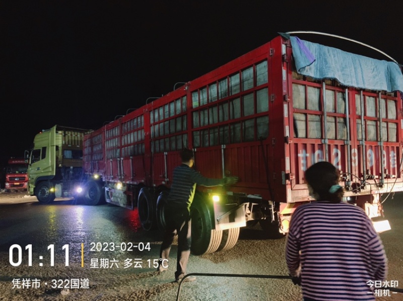 广西黑美人大量供应电商，市场，超市，合作共赢