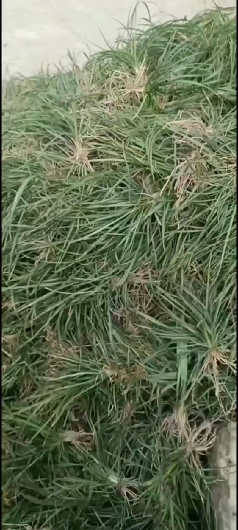 四川麦冬基地，麦冬草，玉龙草，小叶麦冬草
