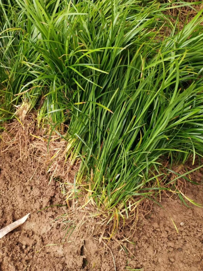 四川麦冬基地，麦冬草，玉龙草，小叶麦冬草