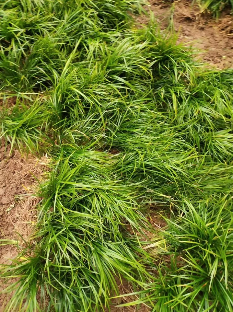 四川麦冬基地，麦冬草，玉龙草，小叶麦冬草