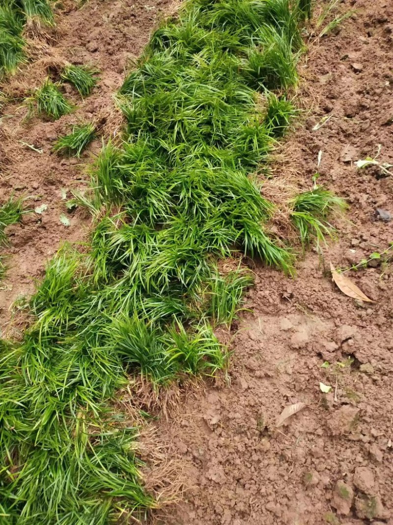 四川麦冬基地，麦冬草，玉龙草，小叶麦冬草