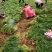 四川麦冬基地，麦冬草，玉龙草，小叶麦冬草