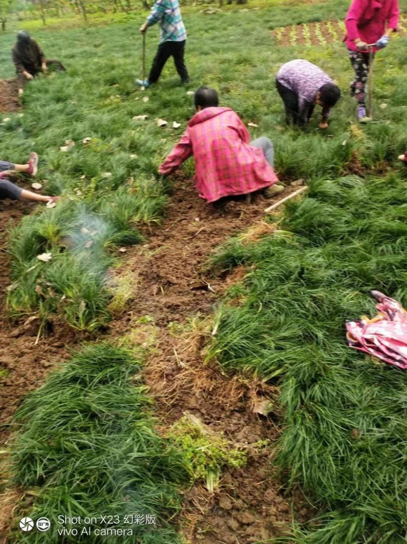 四川麦冬基地，麦冬草，玉龙草，小叶麦冬草