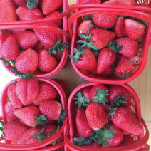 草莓苗品种齐全，欢迎采购