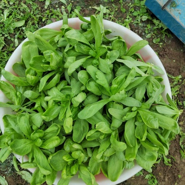 大叶茼蒿量足质量够硬非诚勿扰谢谢