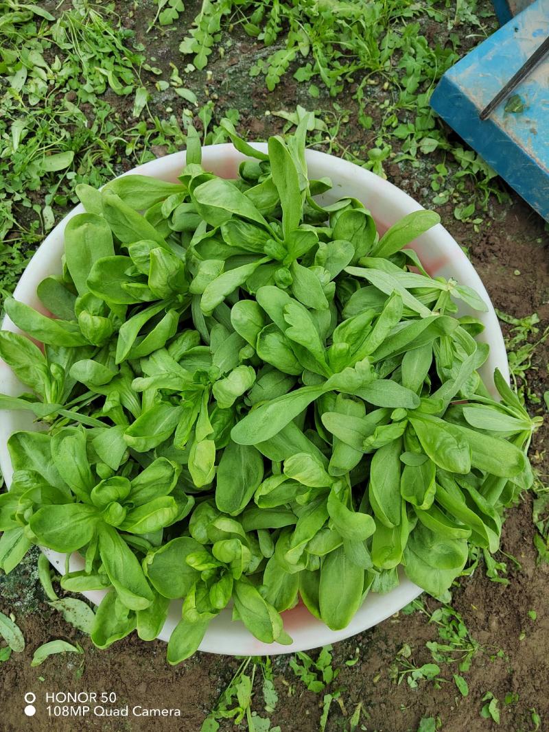 大叶茼蒿量足质量够硬非诚勿扰谢谢