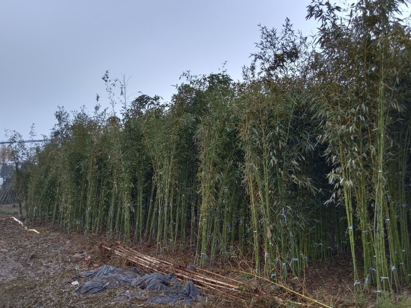 绿化工程苗，庭园苗