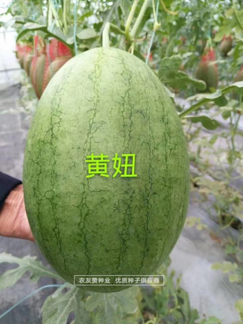 口感香甜糖度高绿皮黄瓤西瓜种子短椭圆型特早熟礼品瓜种子