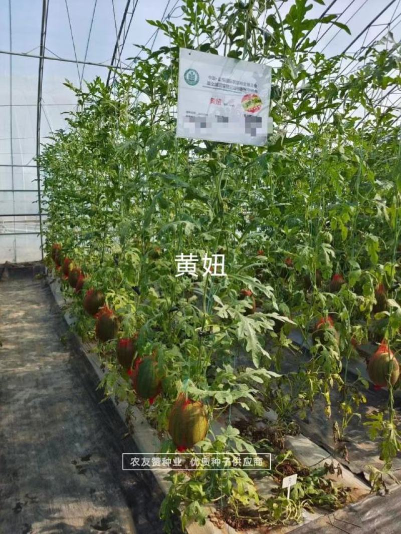 口感香甜糖度高绿皮黄瓤西瓜种子短椭圆型特早熟礼品瓜种子