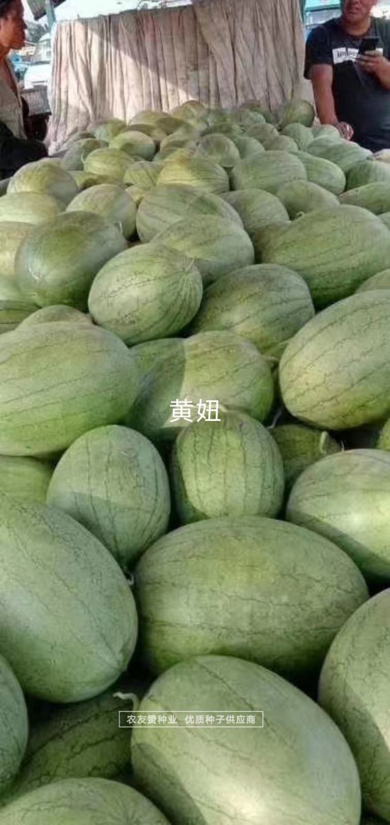 口感香甜糖度高绿皮黄瓤西瓜种子短椭圆型特早熟礼品瓜种子