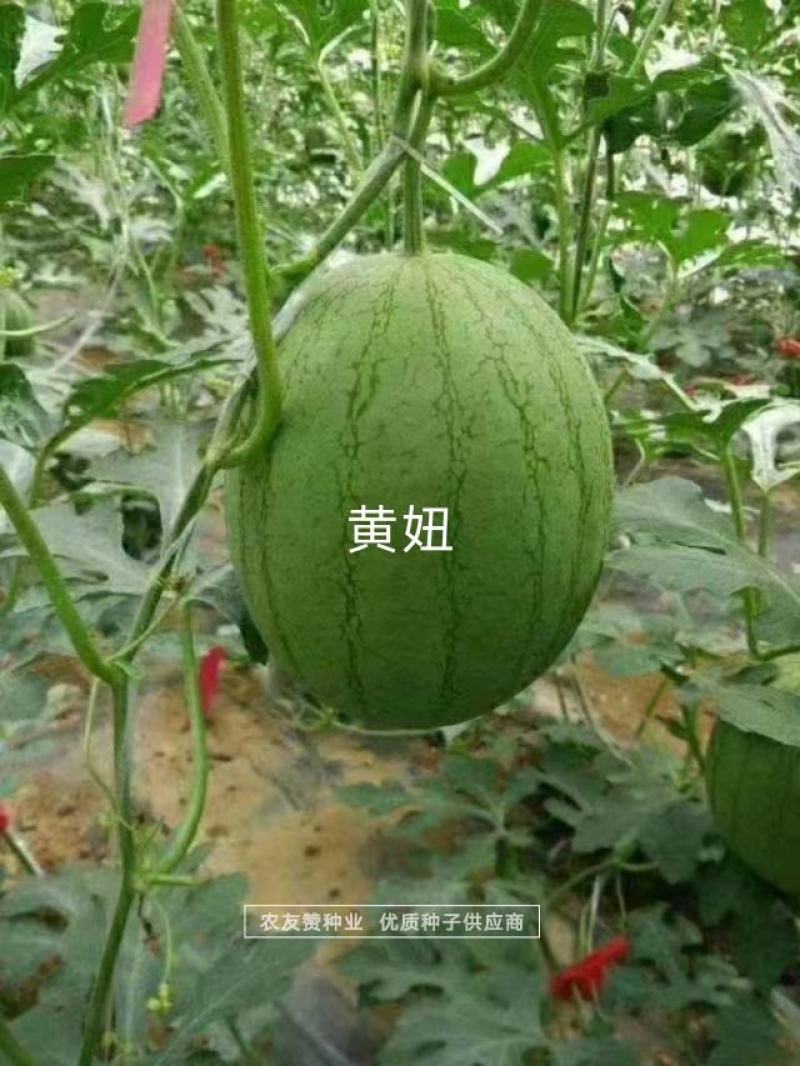 口感香甜糖度高绿皮黄瓤西瓜种子短椭圆型特早熟礼品瓜种子