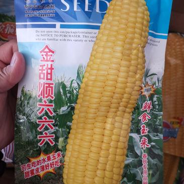 四区国审金甜顺100克水果玉米种子甜度高品质好产量高