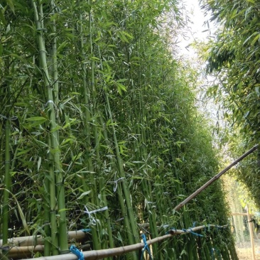 绿化工程苗，庭园苗