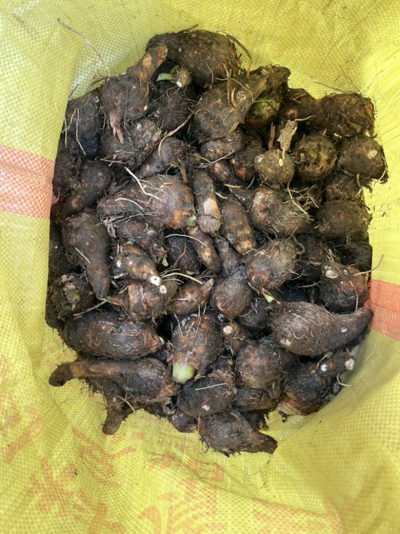 芋头种苗，荔浦芋头种，福建芋种，槟榔芋种，芋头种子。