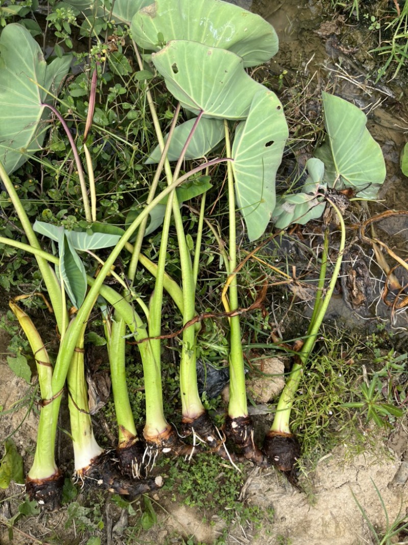 芋头种苗，荔浦芋头种，福建芋种，槟榔芋种，芋头种子。