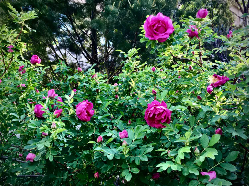 四季玫瑰（多季刺玫）扦插苗种苗