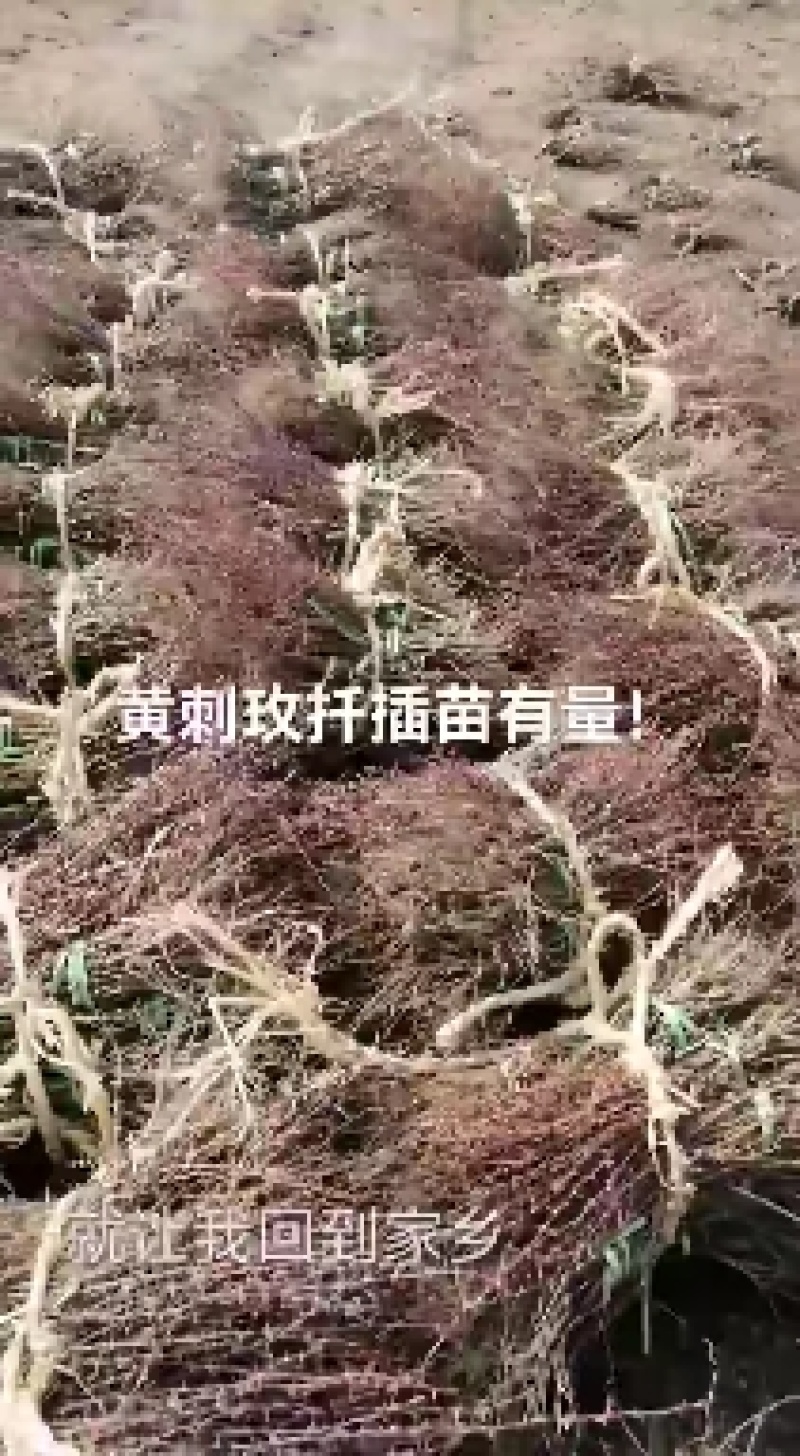 黄刺梅扦插苗苗高12至40公分高以及多年生，保重瓣。
