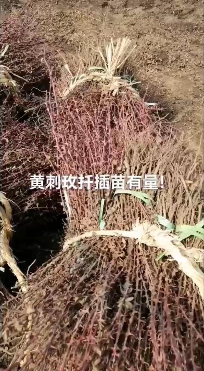 黄刺梅扦插苗苗高12至40公分高以及多年生，保重瓣。
