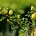 黄刺梅扦插苗苗高12至40公分高以及多年生，保重瓣。