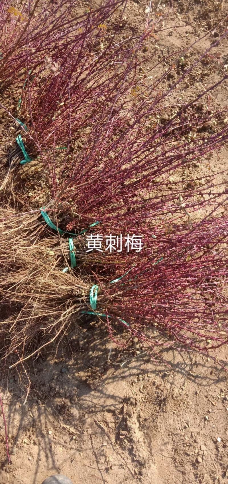 黄刺梅扦插苗苗高12至40公分高以及多年生，保重瓣。