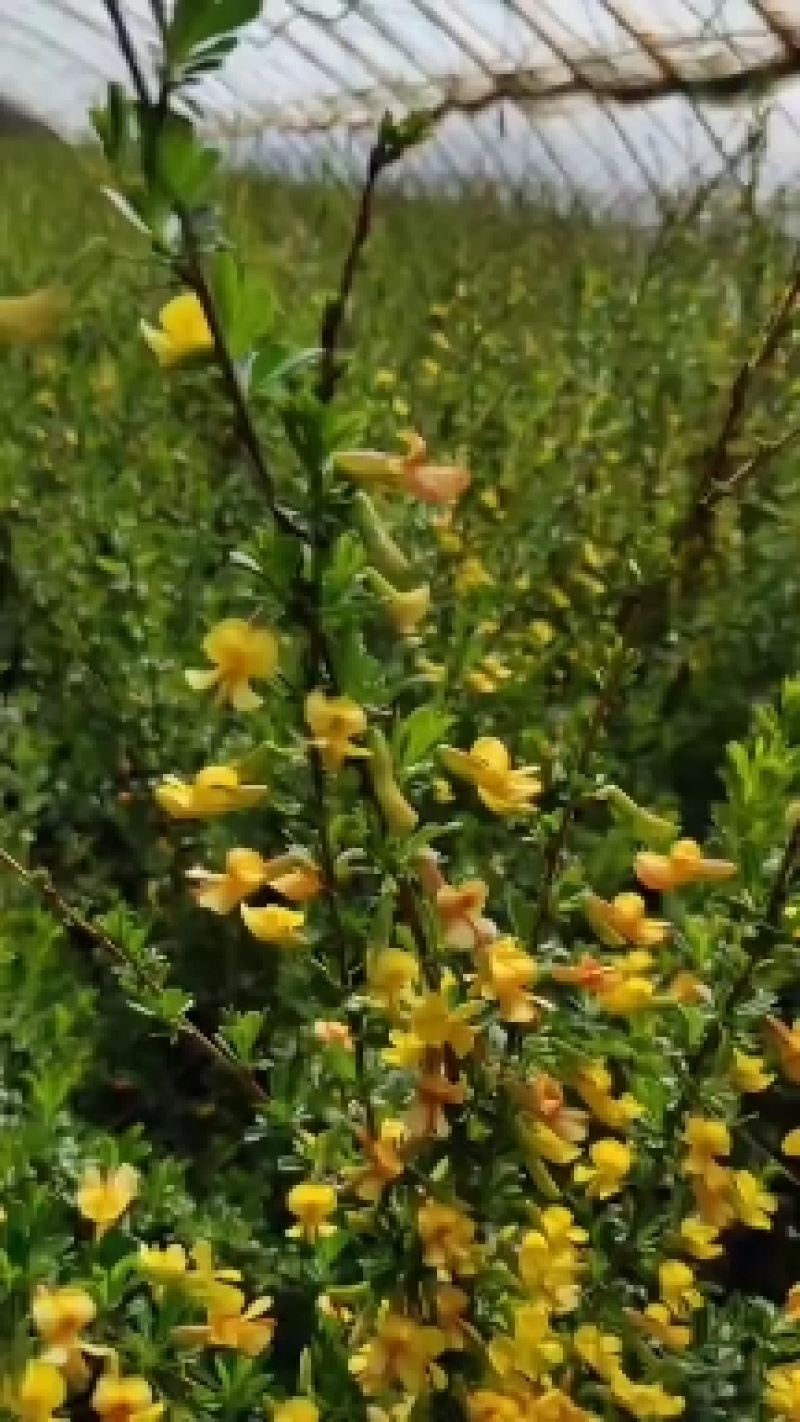 金雀花，黄金雀杯苗，金雀锦鸡花，扦插苗，杯苗，多年生