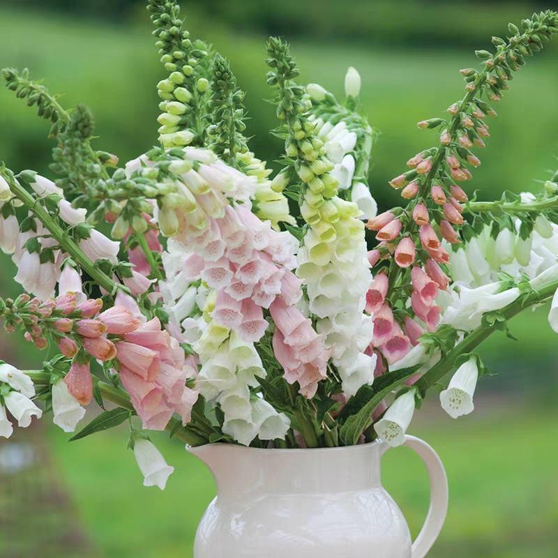 毛地黄种子多年生洋地黄指顶花吊钟花子四季播种室内庭院花种